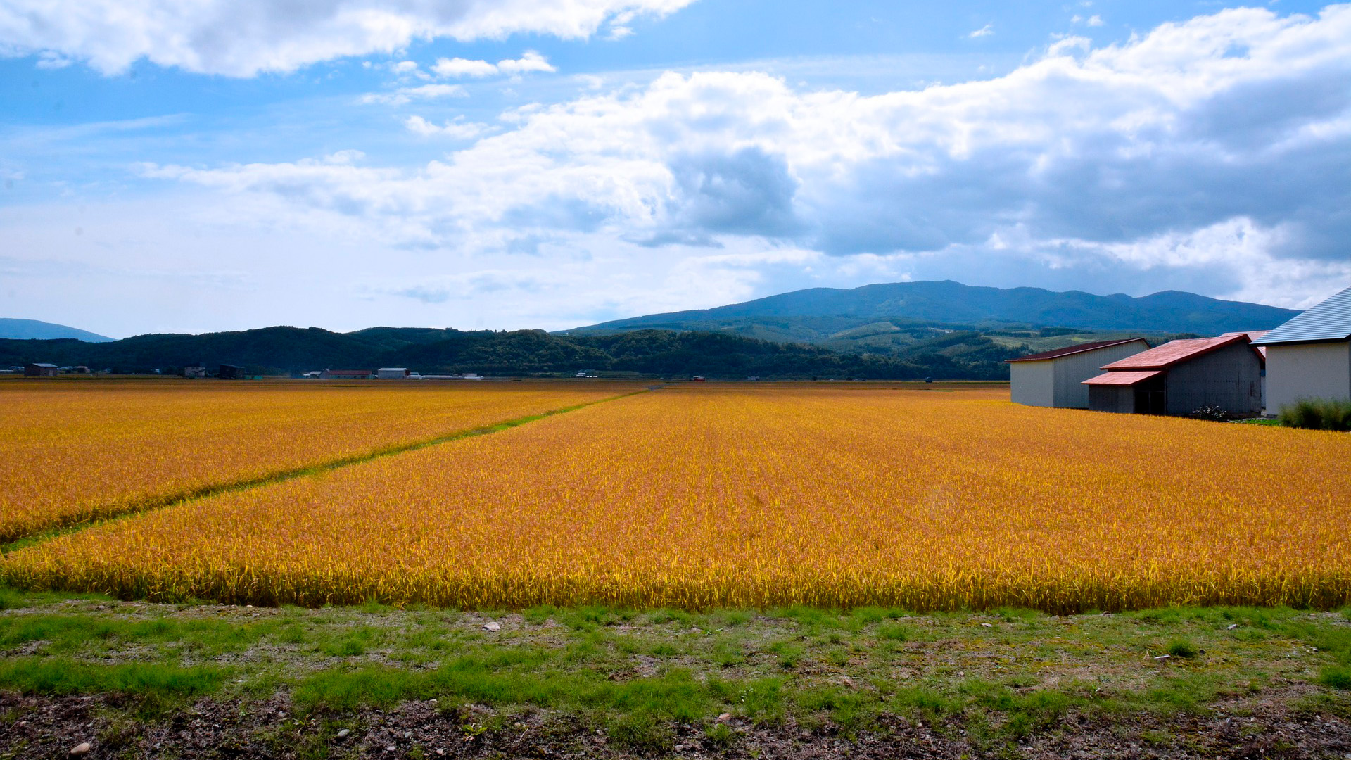 Consell Agrari Municipal. Autorizaciones cesión del uso en precario de parcelas para su aprovechamiento agrari