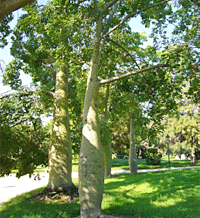 Ceiba speciosa 