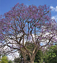 Jacaranda