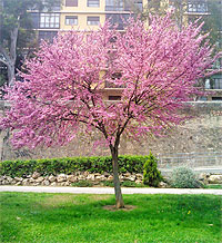 Cercis siliquastrum