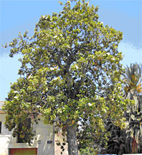 Magnolia grandiflora