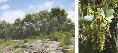 . Arbre i flor
