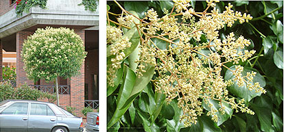 Aligustre. Arbol y flor