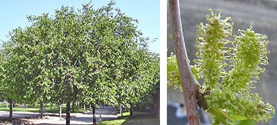 Morera. Arbol y flor