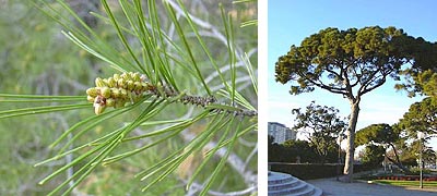 Pino. Arbol y flor