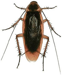 Periplaneta americana Periplaneta americana
