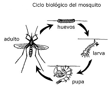 Ciclo Biológico del mosquito