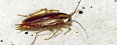 Panderola alemana Panderola alemana