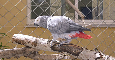 Loro gris africano o yaco Loro gris africano o yaco