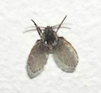 Mosca del Cuarto de Baño