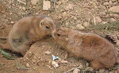 Perrito de las praderas de cola negra
