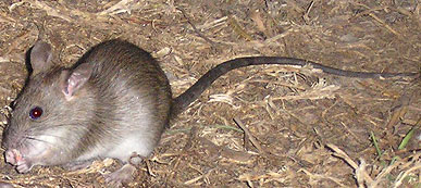 Rata negra Rata negra
