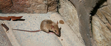 Ratolí domèstic Ratolí domèstic