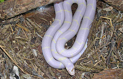 Serpiente Rey de California Serpiente Rey de California