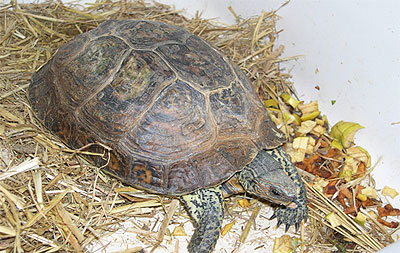 Tortuga pintada del bosque Tortuga pintada del bosque