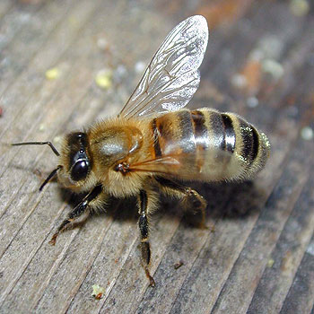 Abeja Abeja