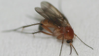 Mosquit Mosquit