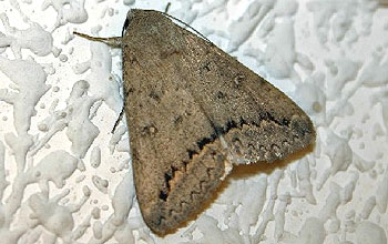 polilla polilla