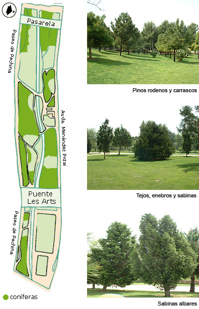 Plano de coníferas y fotos de pinos rodenos, carrascas, tejos, enebros y sabinas