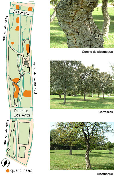 Plano de querníceas y fotos de corcho, carrascas y alcornoque