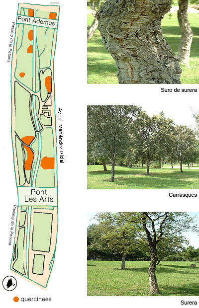 Pla de quernícees i fotos de suro, carrasques i surera