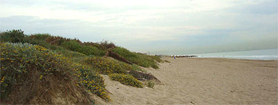 Playa con zona dunar