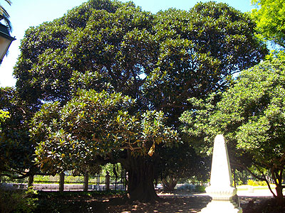 Ficus Macrophylla