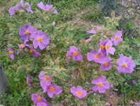 Jara blanca (Cistus albidus) en plenafloración. Jara blanca (Cistus albidus) en plenafloración.