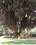 La Glorieta La Glorieta