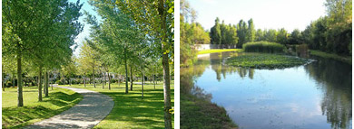 Olmeda y estanque en el parque