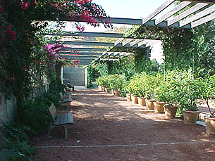 Jardí de les Hespèrides
