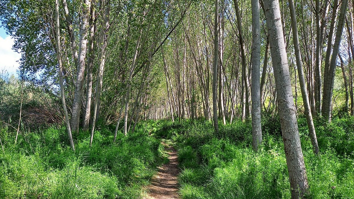 Imatge d'un camí frondós amb arbres