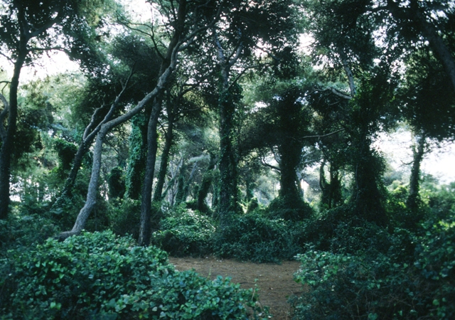  El bosque de la Devesa