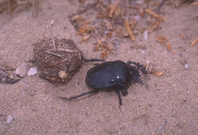Escarabajo pelotero