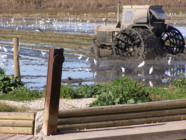 El fangueo en un campo de arroz