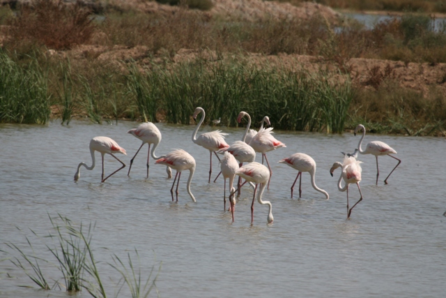 flamencos