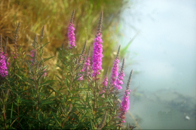 Lythrum salicaria