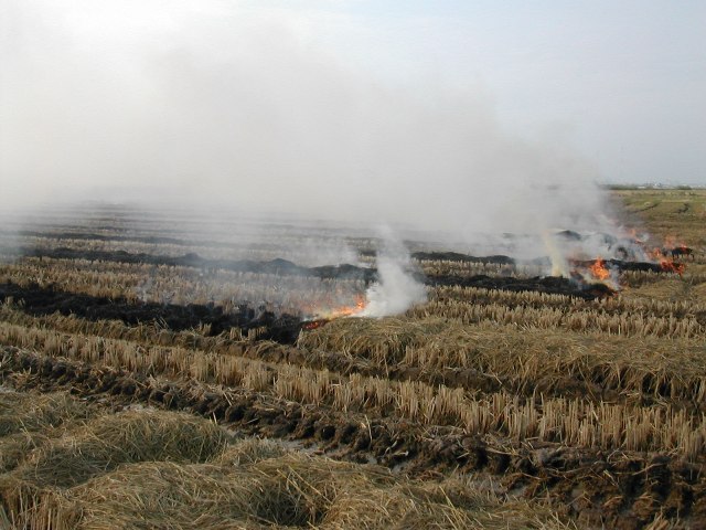 Quema de la paja del arroz