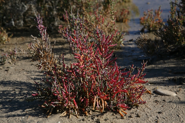 Salicornia